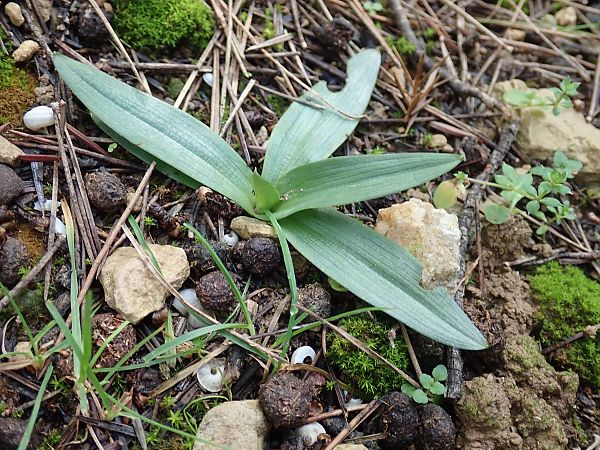 Ophrys sp.  - Eliott Huguet