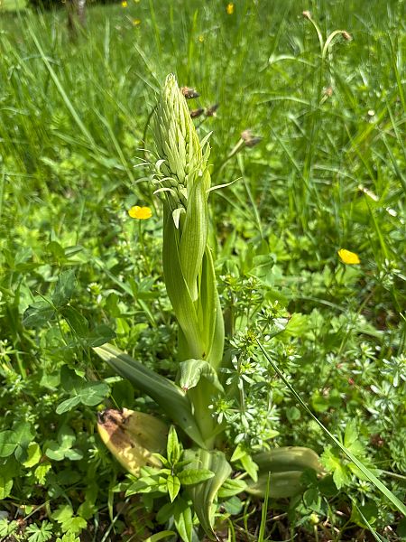 Himantoglossum hircinum  - Marc Schmidlin