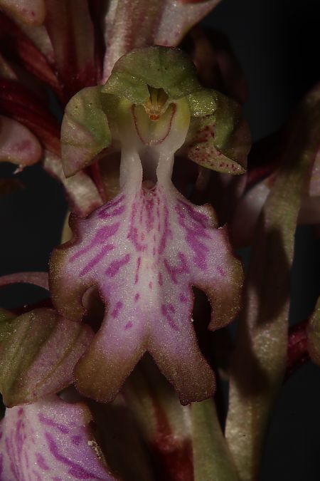 Himantoglossum robertianum  - Vincent Hallot