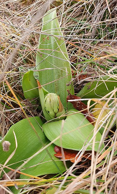 Himantoglossum robertianum  - Michel Jegou