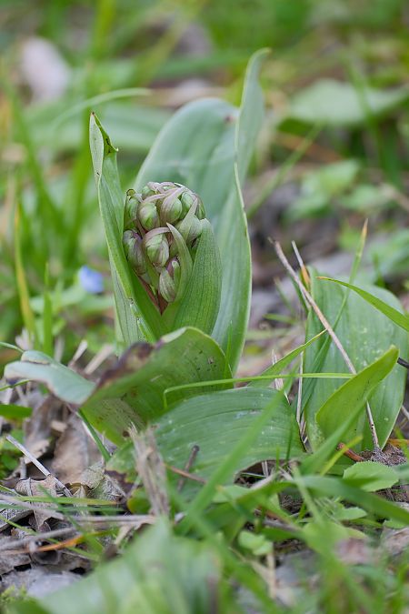 Himantoglossum robertianum  - François Jauzelon