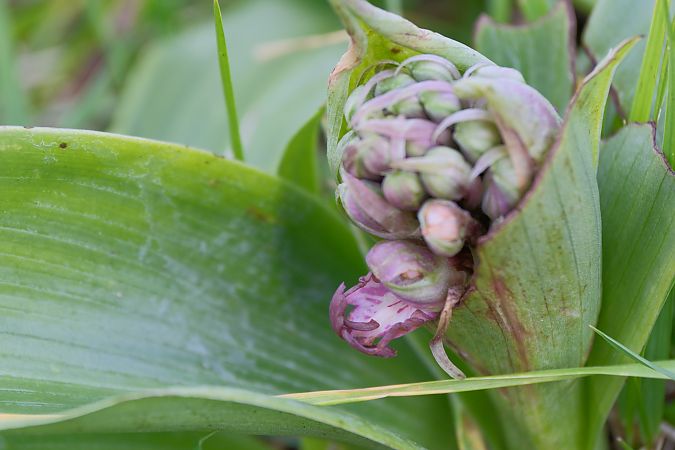 Himantoglossum robertianum  - François Jauzelon