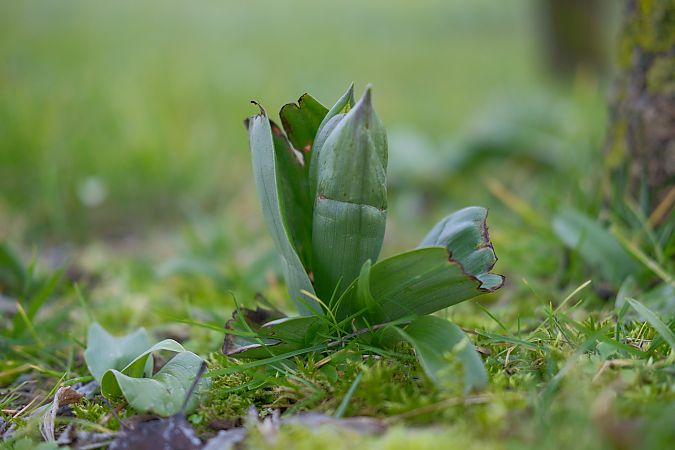 Himantoglossum robertianum  - François Jauzelon