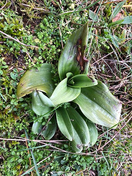 Himantoglossum hircinum 