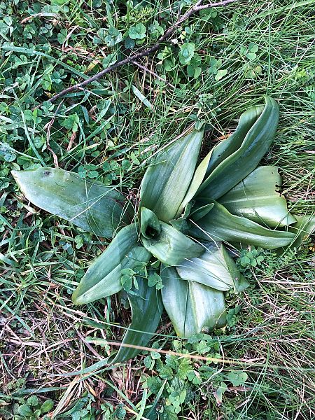 Himantoglossum hircinum 