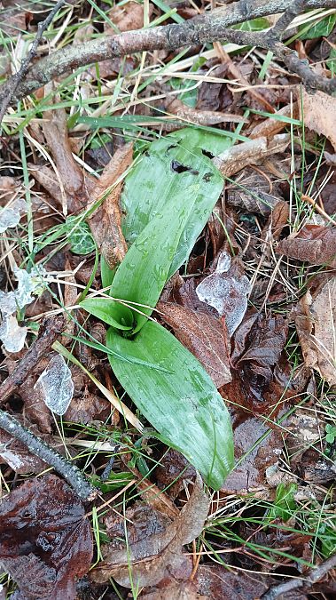 Himantoglossum hircinum  - José Miguel Martins Da Silva