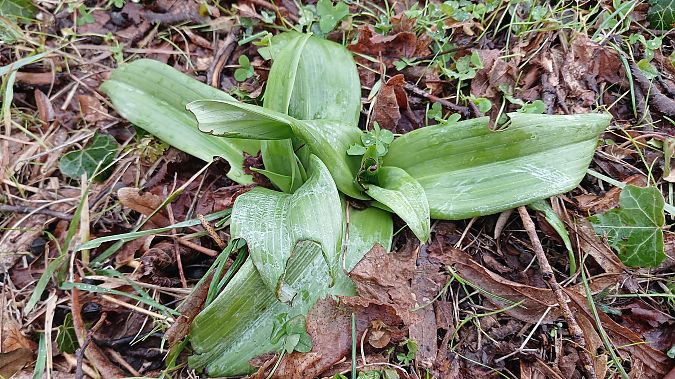 Himantoglossum hircinum  - José Miguel Martins Da Silva