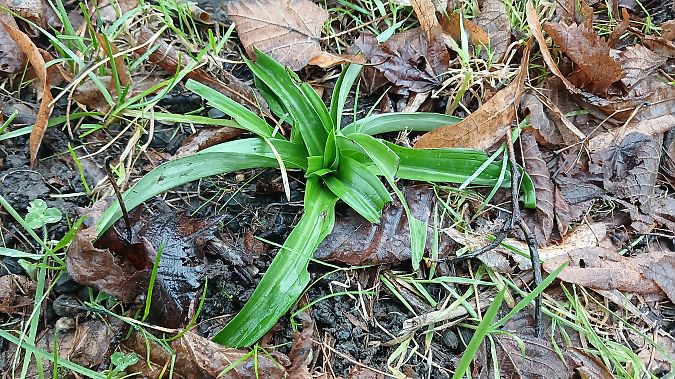 Anacamptis pyramidalis  - José Miguel Martins Da Silva