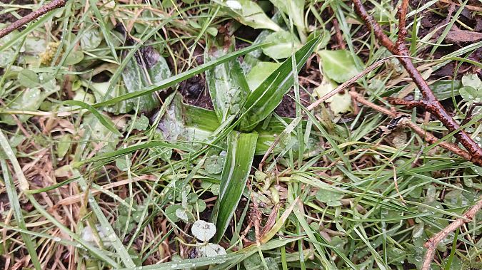 Anacamptis pyramidalis  - José Miguel Martins Da Silva