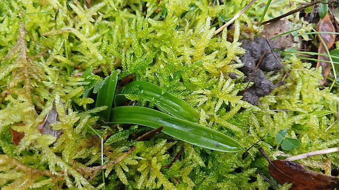 Anacamptis pyramidalis  - José Miguel Martins Da Silva