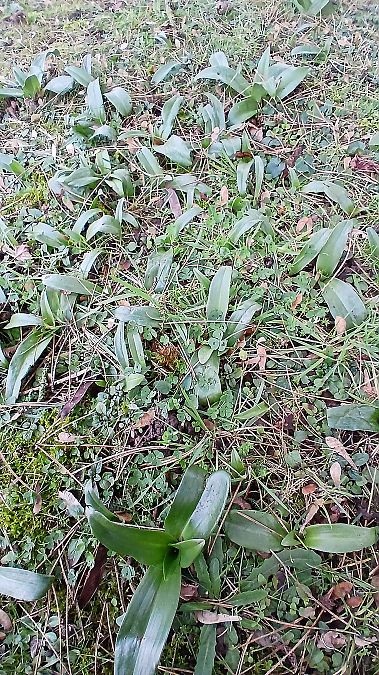 Himantoglossum hircinum  - José Miguel Martins Da Silva