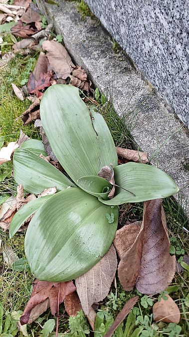 Himantoglossum hircinum  - José Miguel Martins Da Silva