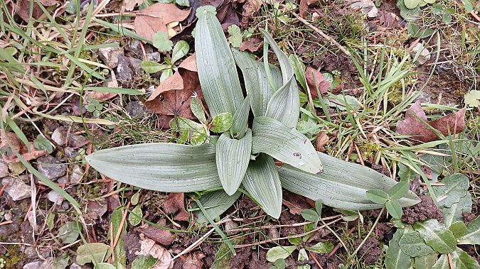 Ophrys apifera  - José Miguel Martins Da Silva