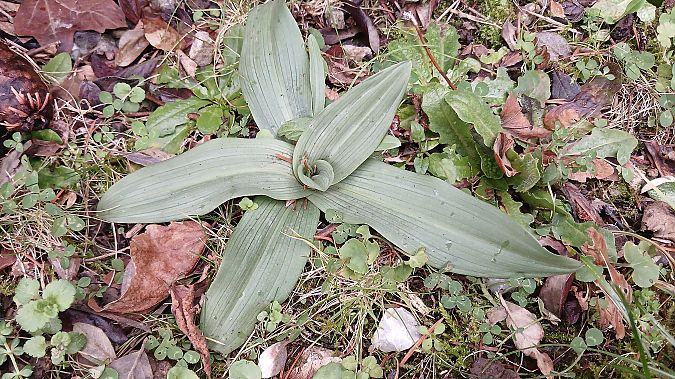Ophrys apifera  - José Miguel Martins Da Silva