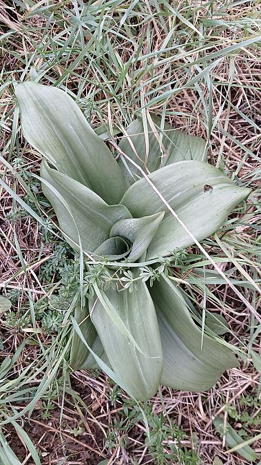 Himantoglossum hircinum  - José Miguel Martins Da Silva