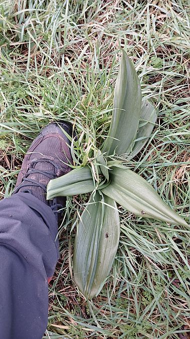Himantoglossum hircinum  - José Miguel Martins Da Silva