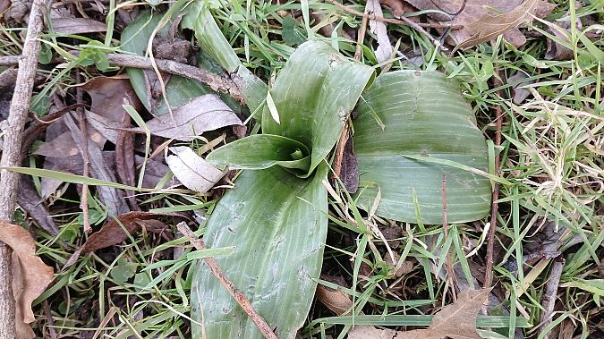 Himantoglossum hircinum  - José Miguel Martins Da Silva