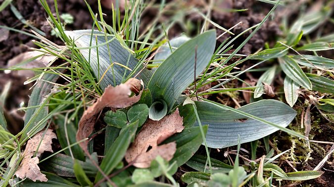 Ophrys apifera  - José Miguel Martins Da Silva