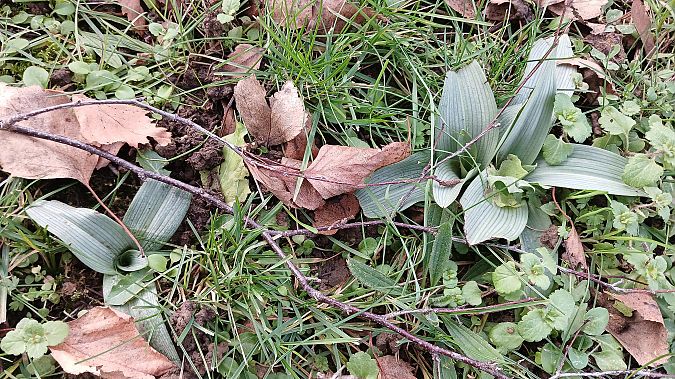 Ophrys apifera  - José Miguel Martins Da Silva