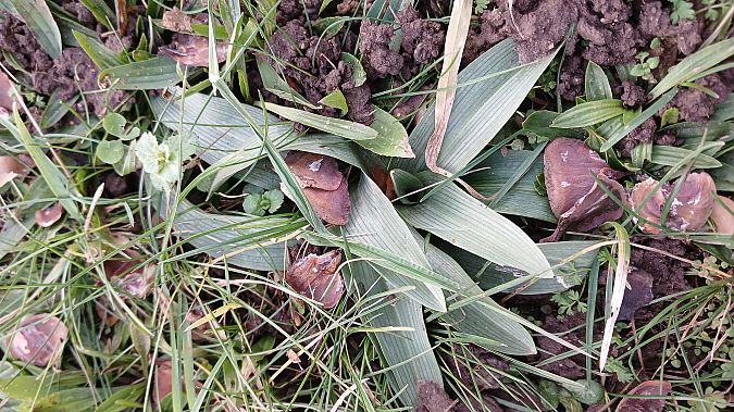 Ophrys apifera  - José Miguel Martins Da Silva