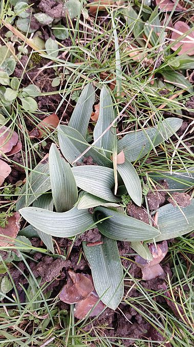 Ophrys apifera  - José Miguel Martins Da Silva