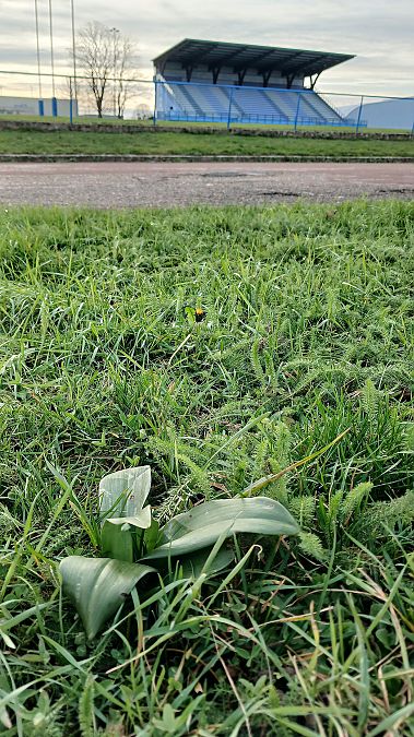 Himantoglossum hircinum  - José Miguel Martins Da Silva