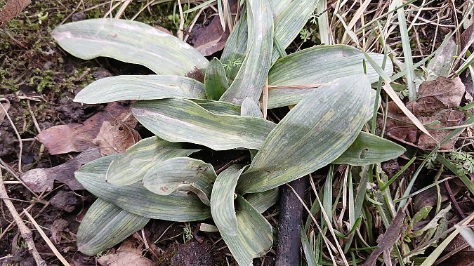 Ophrys apifera  - José Miguel Martins Da Silva