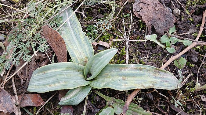 Ophrys apifera  - José Miguel Martins Da Silva