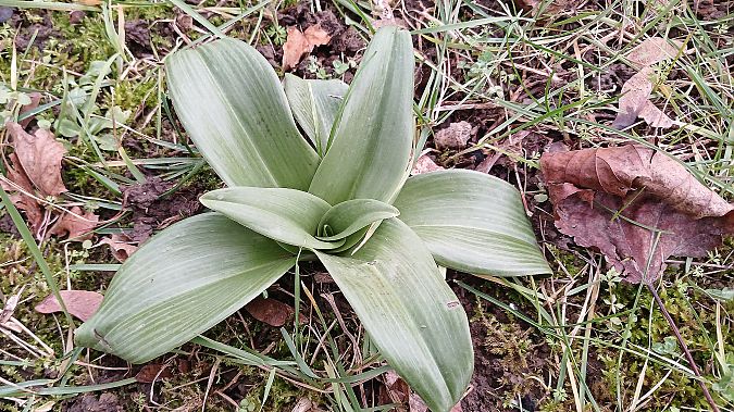 Himantoglossum hircinum  - José Miguel Martins Da Silva