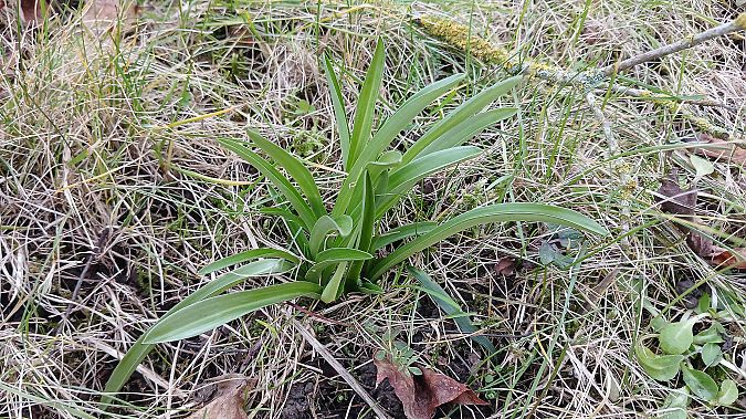 Anacamptis pyramidalis  - José Miguel Martins Da Silva