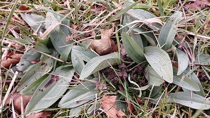 Ophrys apifera  - José Miguel Martins Da Silva
