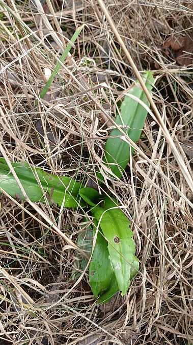 Himantoglossum hircinum  - José Miguel Martins Da Silva