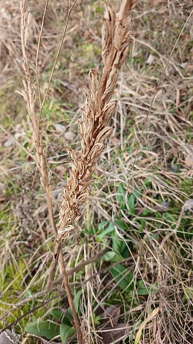 Himantoglossum hircinum  - José Miguel Martins Da Silva