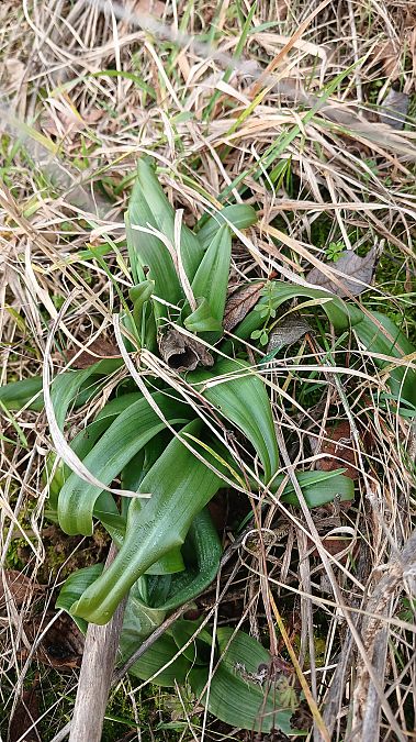 Himantoglossum hircinum  - José Miguel Martins Da Silva