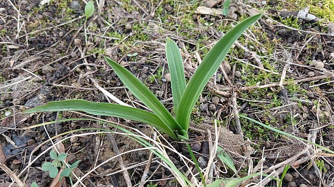 Anacamptis pyramidalis  - José Miguel Martins Da Silva