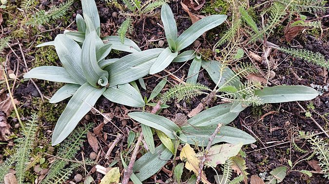 Ophrys apifera  - José Miguel Martins Da Silva