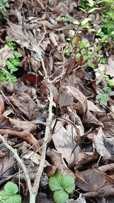 Epipactis helleborine  - José Miguel Martins Da Silva