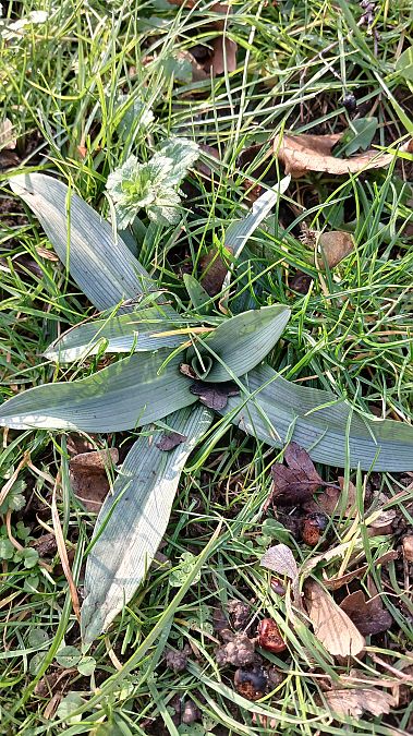 Ophrys apifera  - José Miguel Martins Da Silva