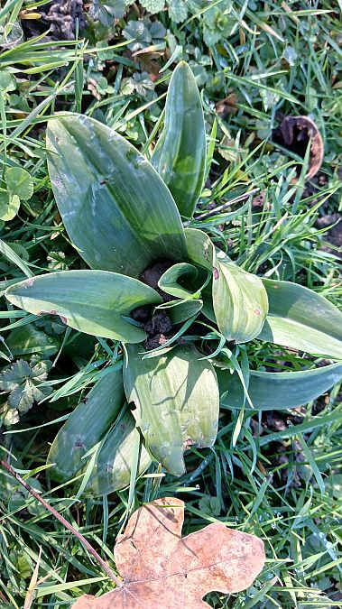 Himantoglossum hircinum  - José Miguel Martins Da Silva