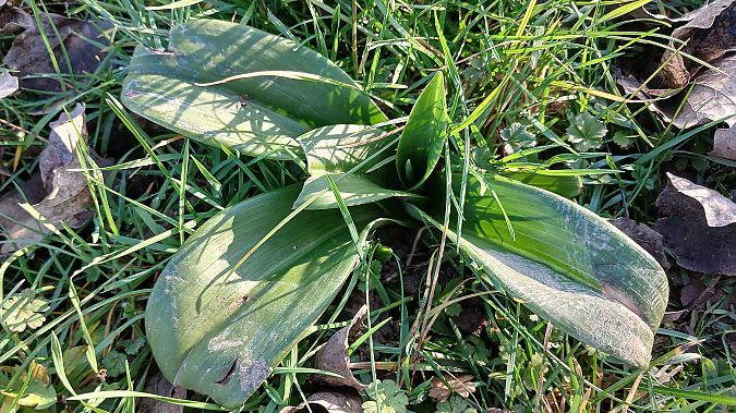 Himantoglossum hircinum  - José Miguel Martins Da Silva