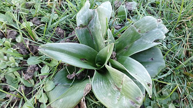 Himantoglossum hircinum  - José Miguel Martins Da Silva
