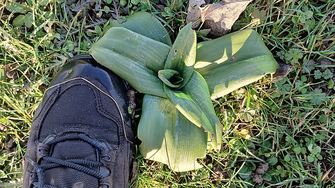 Himantoglossum hircinum  - José Miguel Martins Da Silva