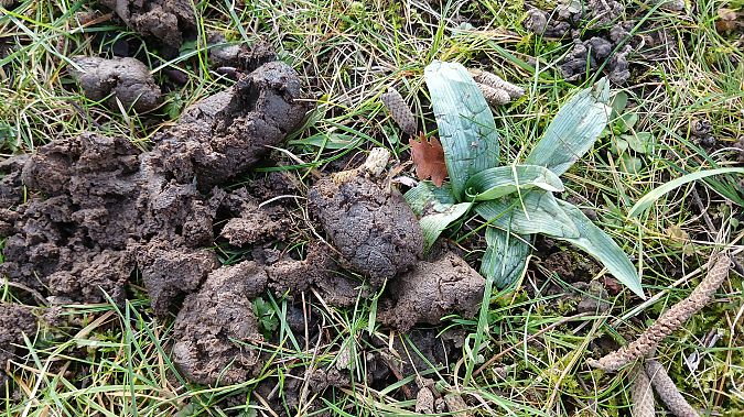 Ophrys apifera  - José Miguel Martins Da Silva