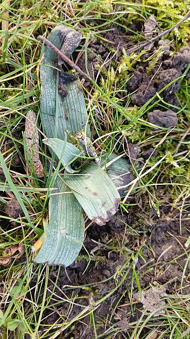 Ophrys apifera  - José Miguel Martins Da Silva