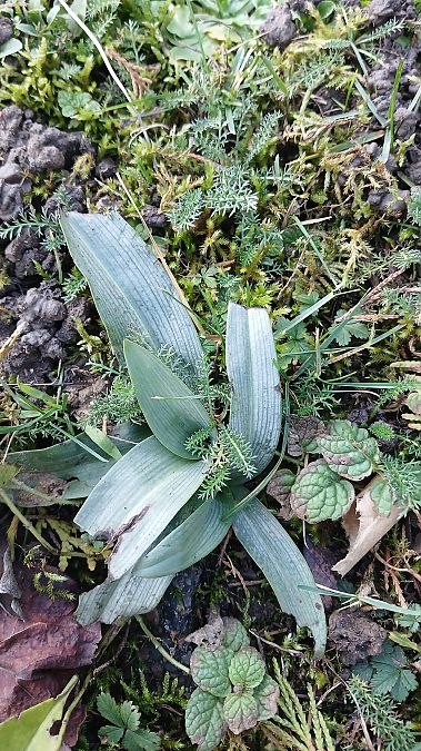 Ophrys apifera  - José Miguel Martins Da Silva