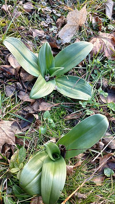 Himantoglossum hircinum  - José Miguel Martins Da Silva