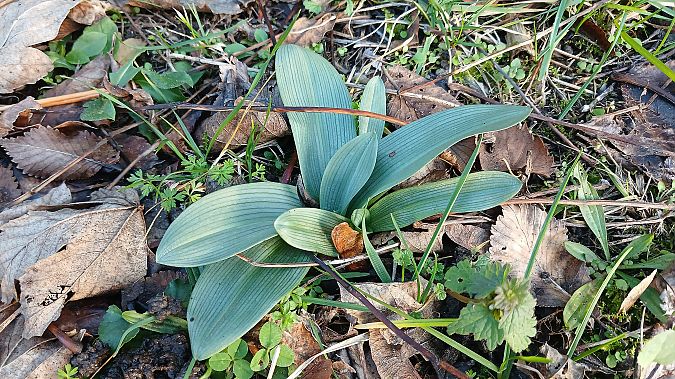 Ophrys apifera  - José Miguel Martins Da Silva