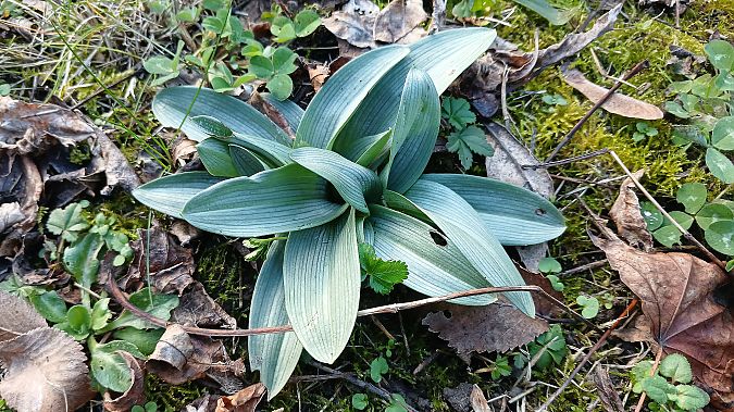 Ophrys apifera  - José Miguel Martins Da Silva
