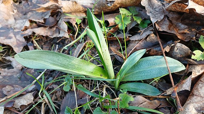 Ophrys apifera  - José Miguel Martins Da Silva