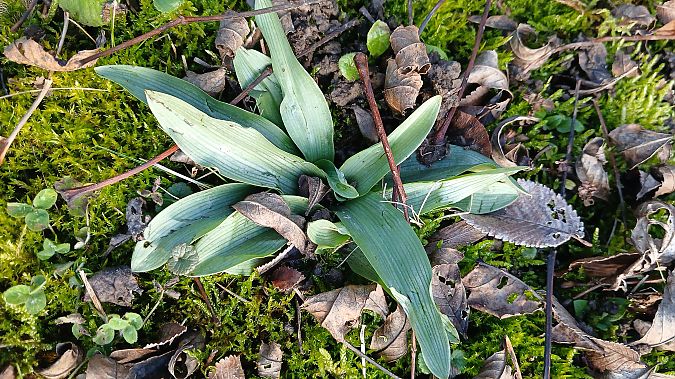 Ophrys apifera  - José Miguel Martins Da Silva